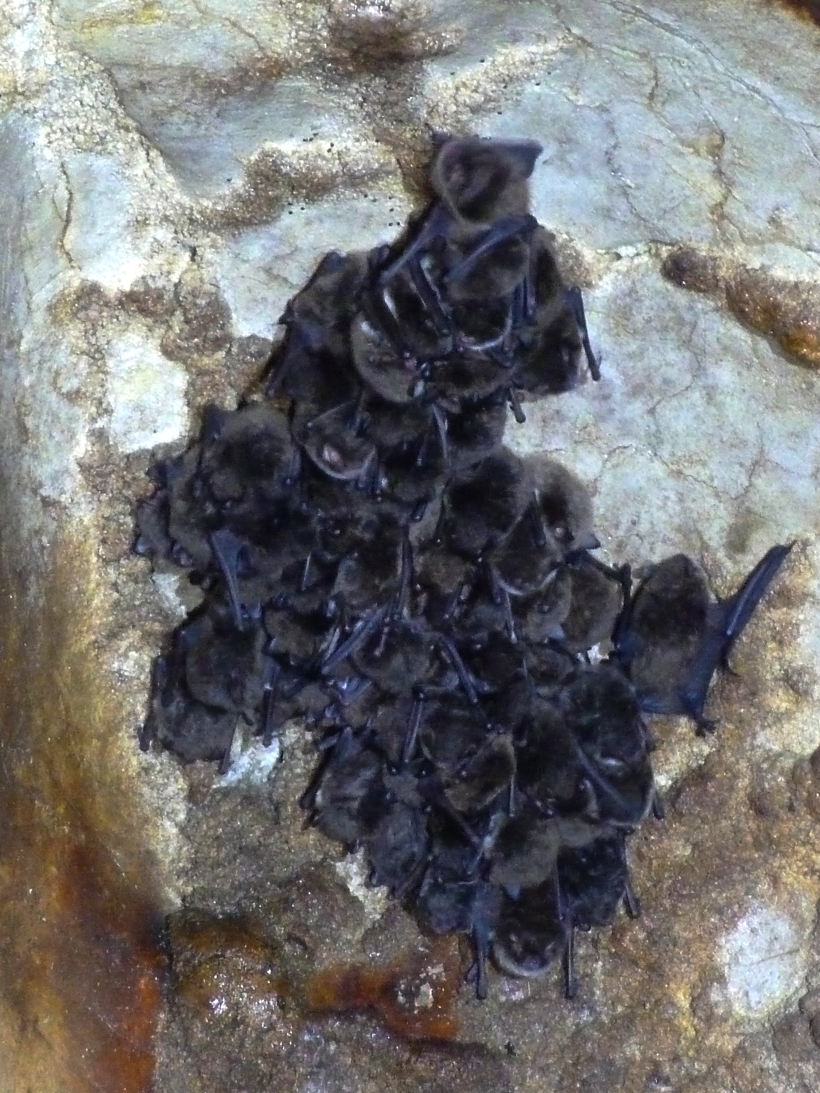 Une colonie de chauves-souris dans la grotte de Nahin (Doubs)