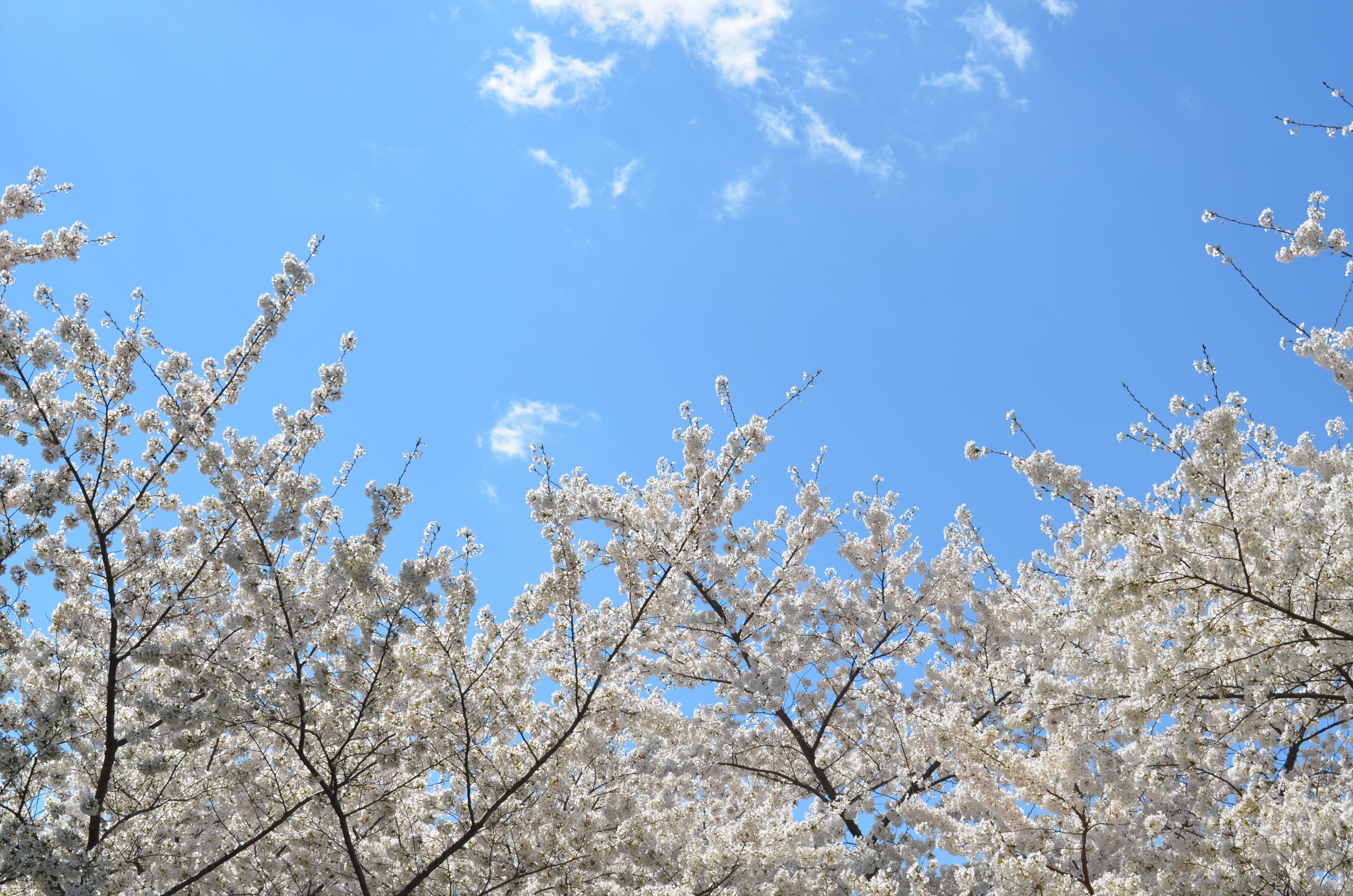 Cerisiers japonais