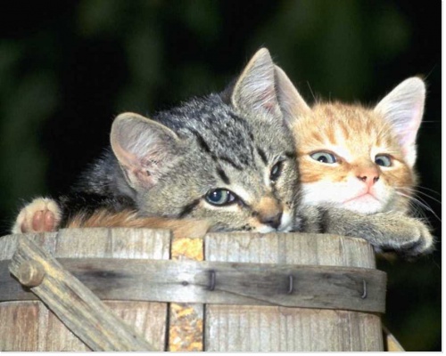 Chatons mignons