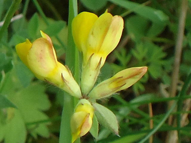 Dsc02078