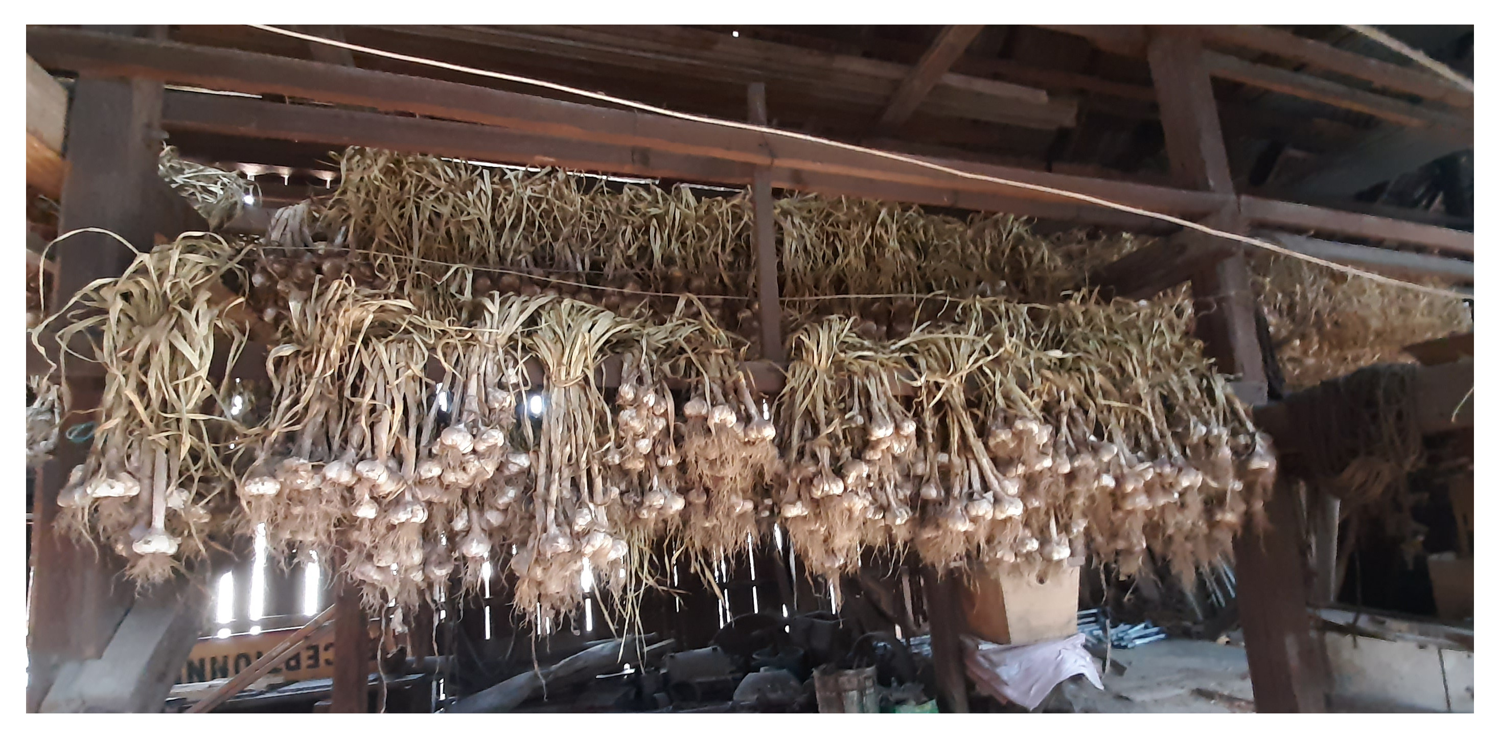 Ail accroché dans notre grange à Ebersheim, Bas-Rhin, Alsace