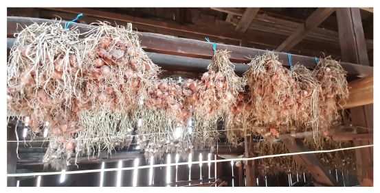Echalotes accrochées dans notre grange à Ebersheim, Bas-Rhin, Alsace