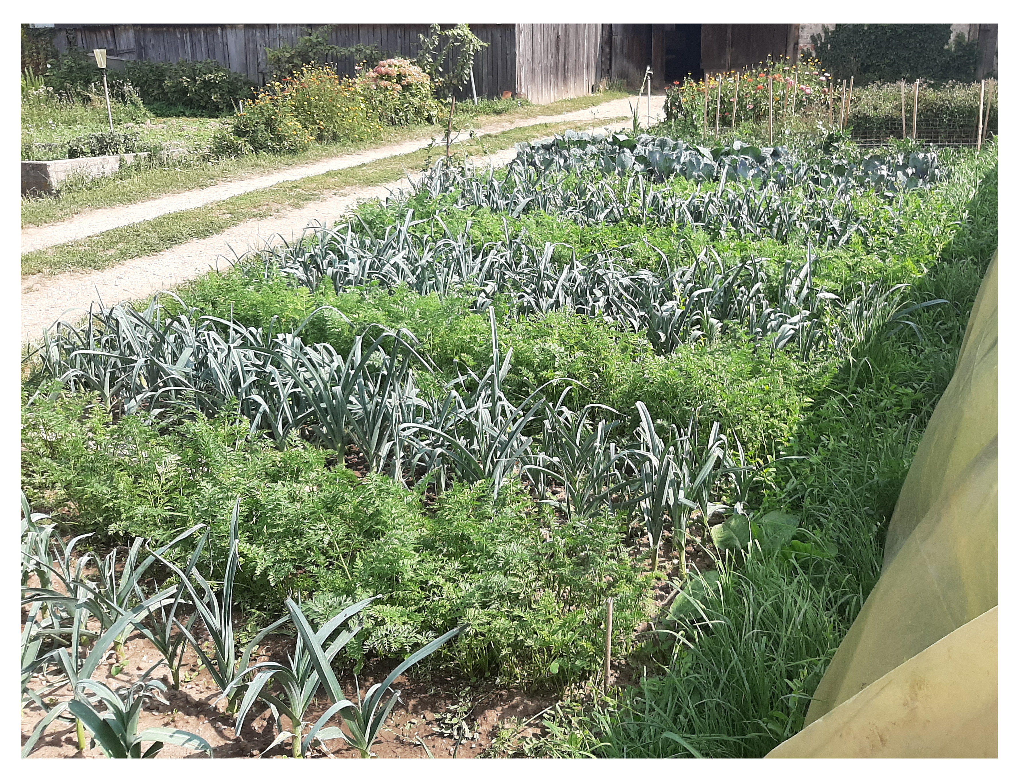 Persil et Poireaux cultivés sur notre exploitation à Ebersheim, Bas-Rhin, Alsace