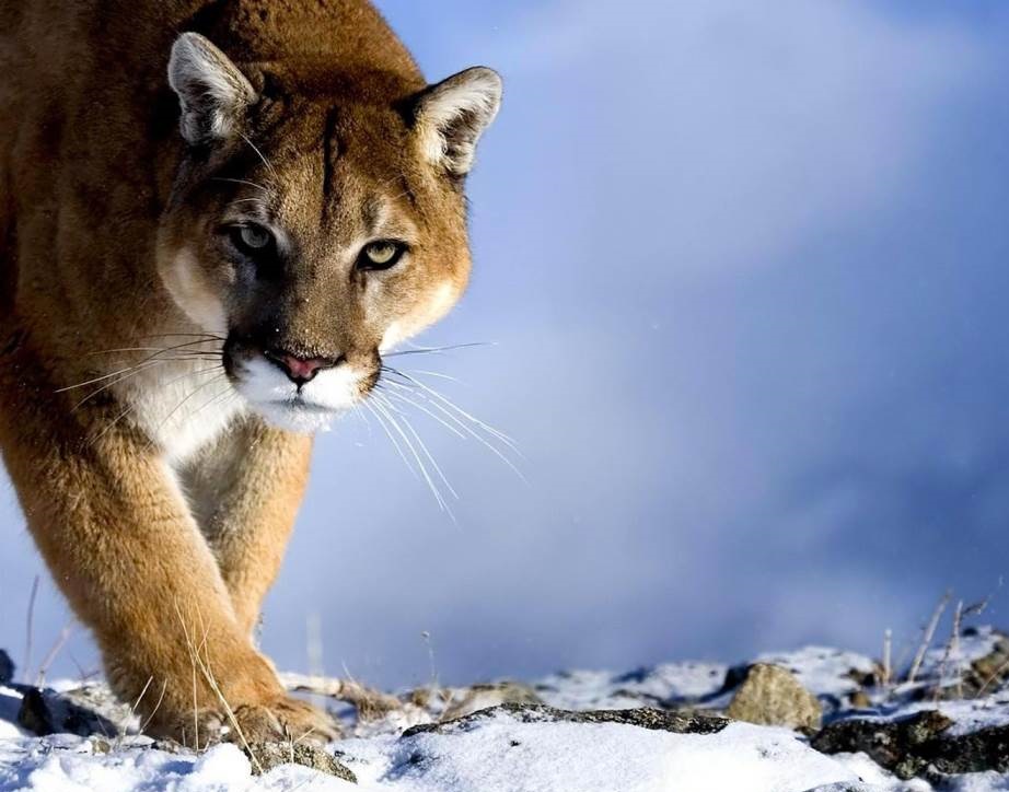 Conscience indigène