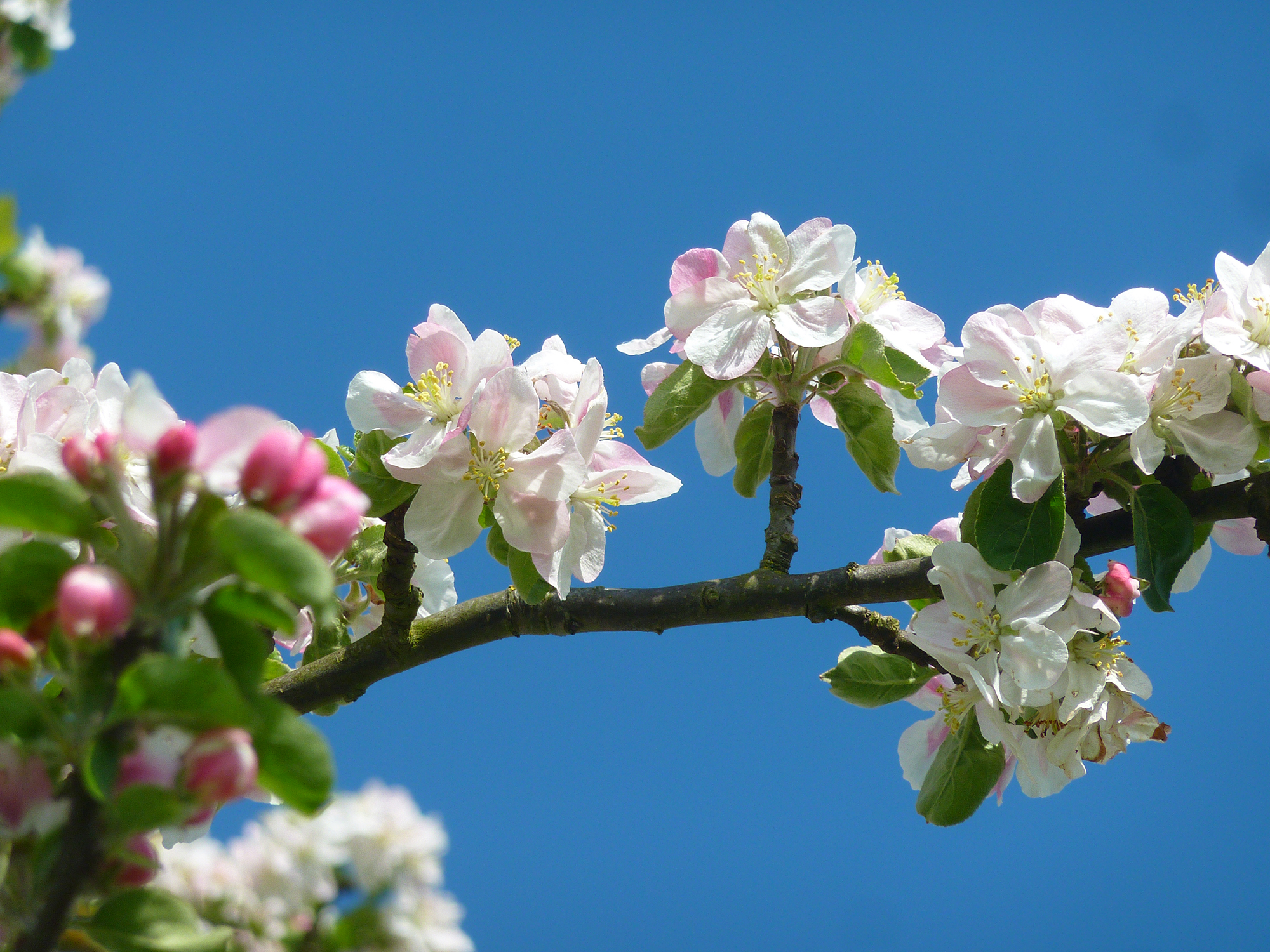 Calvados pommier fleur champ branche 13005 calvados tourisme libre