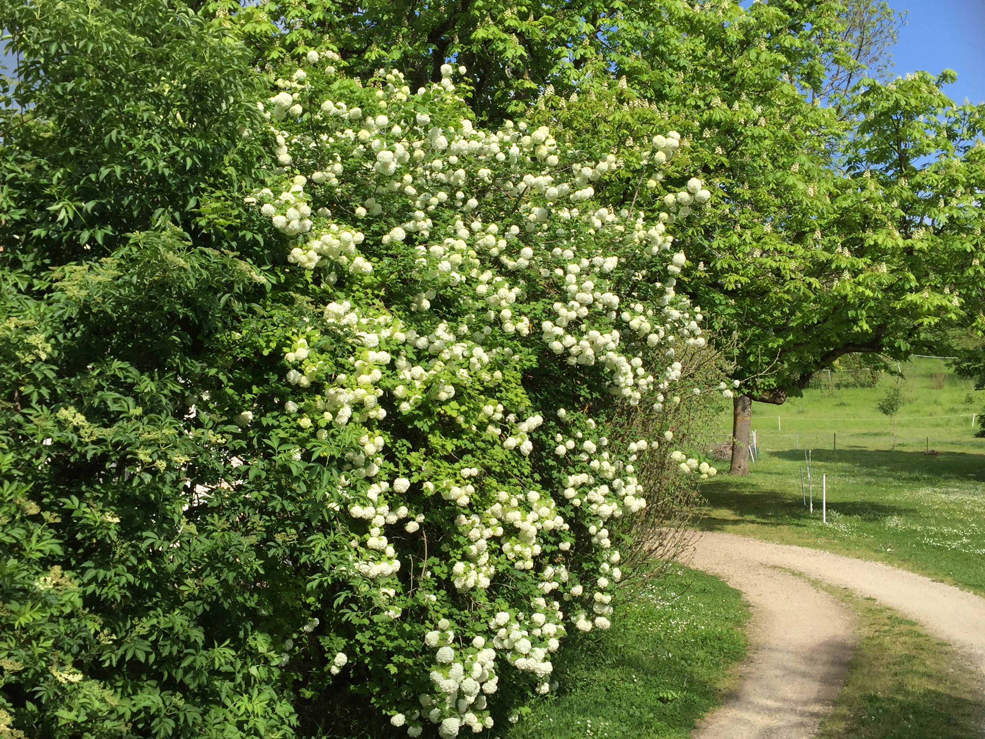 Allee1