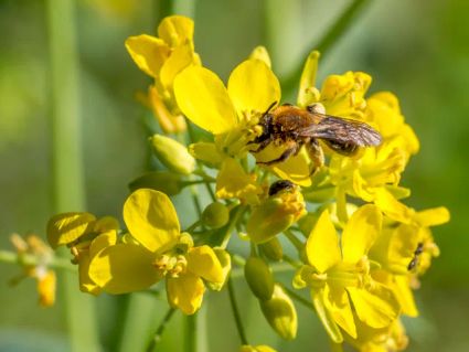 Abeille sur colza