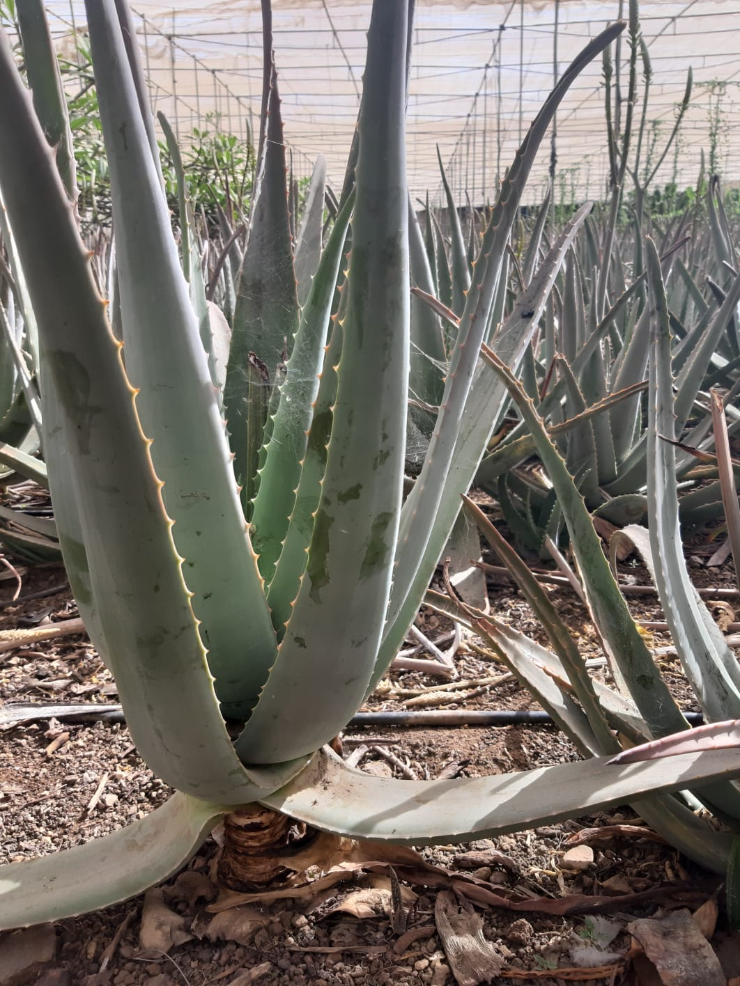 Aloe vera gros plan