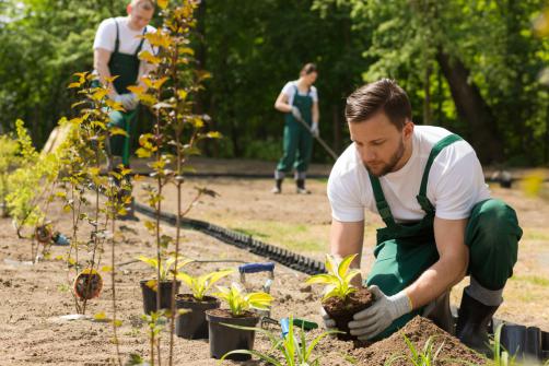 Plantation Creation jardin