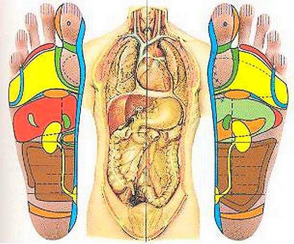  daria delavoie reflexologue