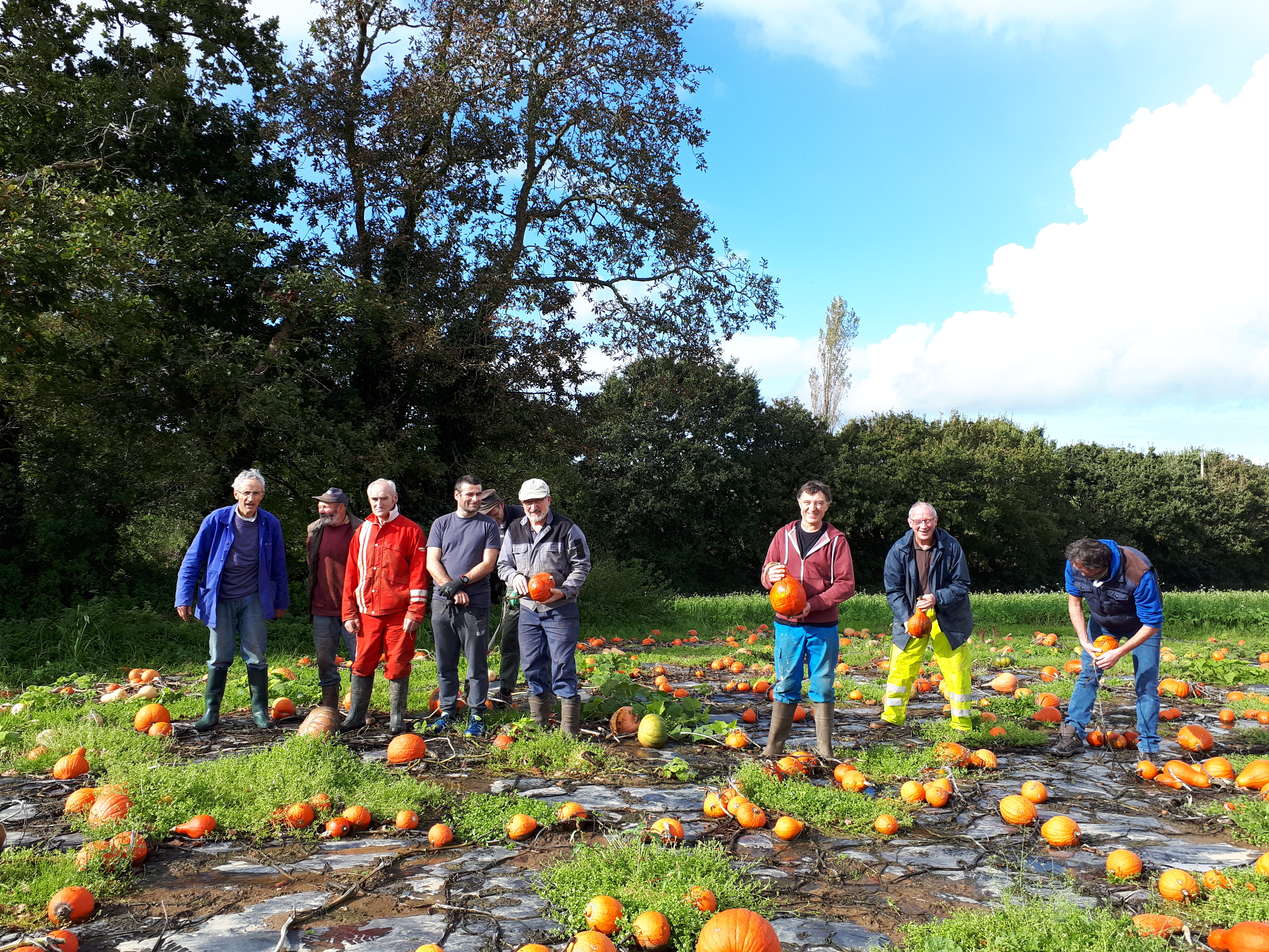Recolte courges 