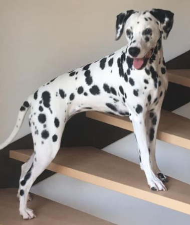 Dalmatien