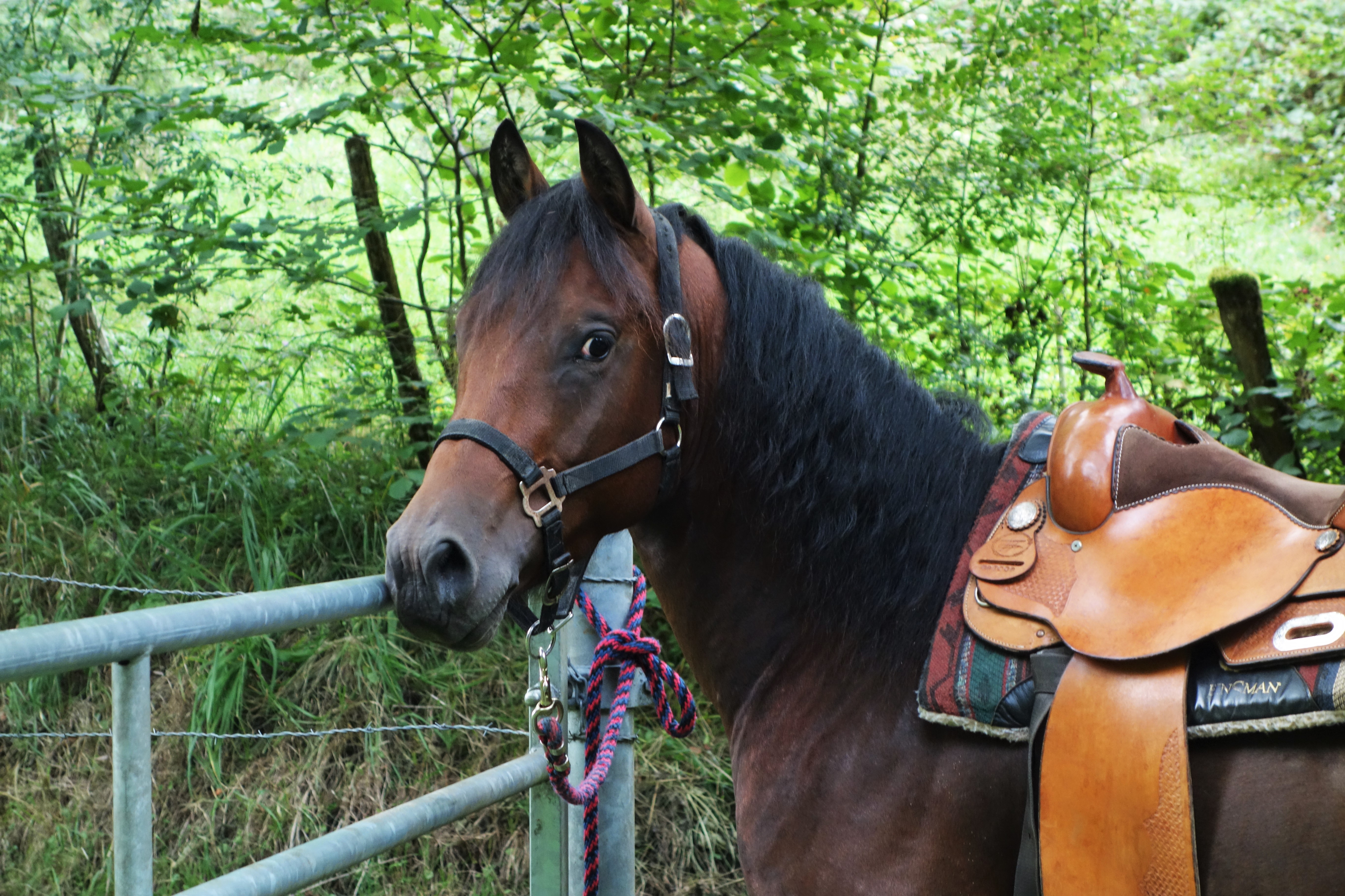 "GASPER POCOBAR" "Quarter horse" Fondation 84% NFQHA / "ranch horse" versatility horse" "western riding" "mountain trail" "extrem cowboy race" "cow horse" EXCA étalon QH Baldrock-Ranch