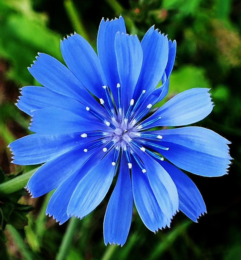 Chicory sean childs