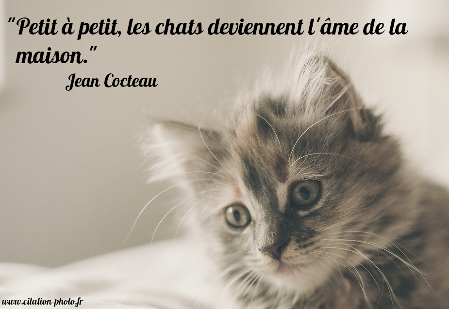 Chat ame maison