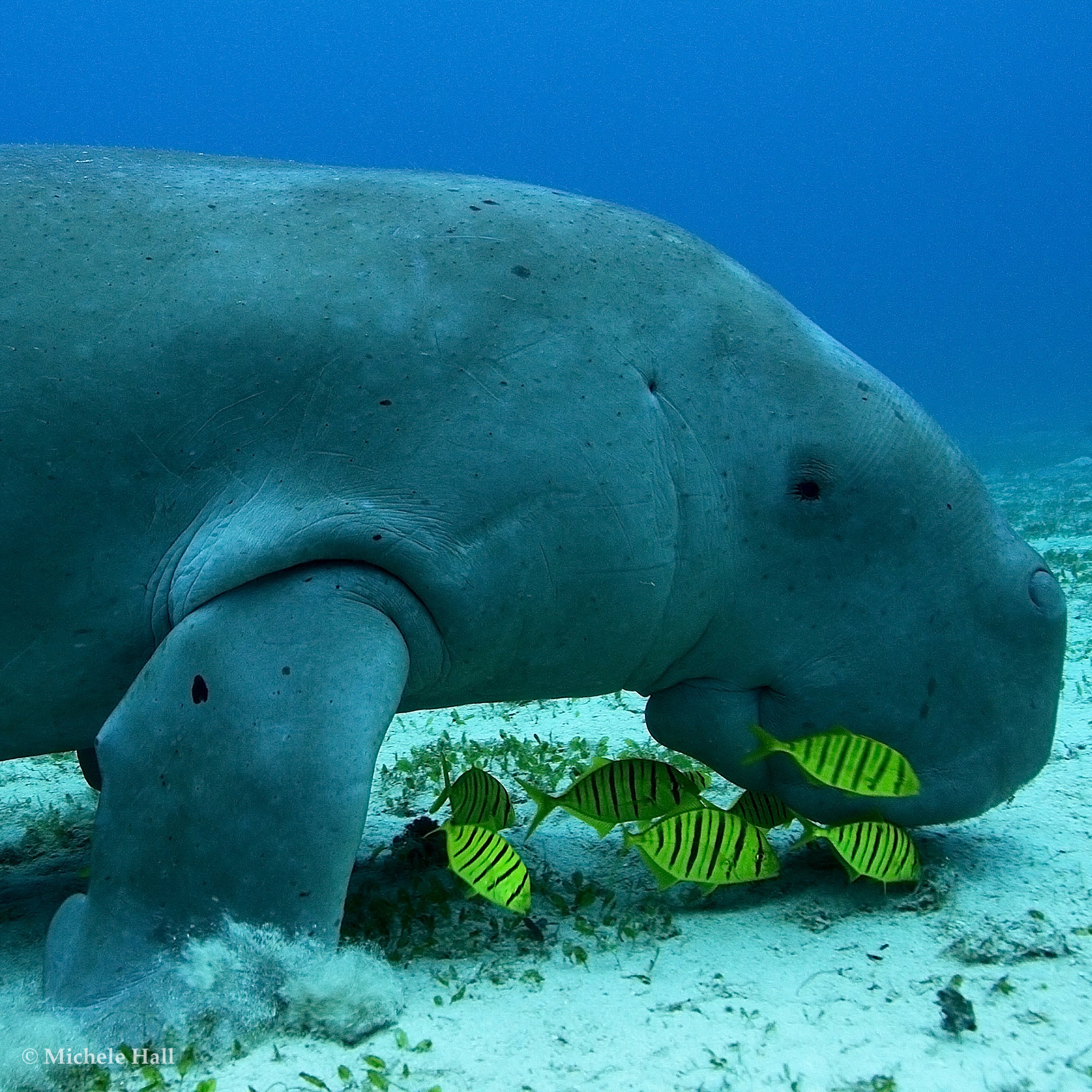 Dugong o