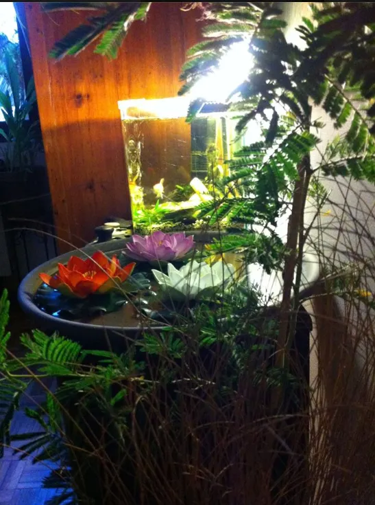 Lotus aquarium