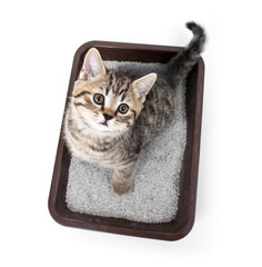 Où mettre les toilettes de son chat ? Comment organiser son aire de déjections?
