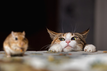 Pourquoi le chat a besoin de manger de la protéine animale tous les jours ?