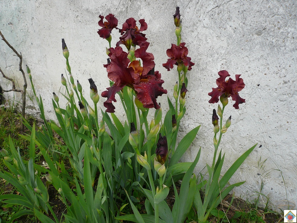 les iris du clos à pêches de Bagnolet