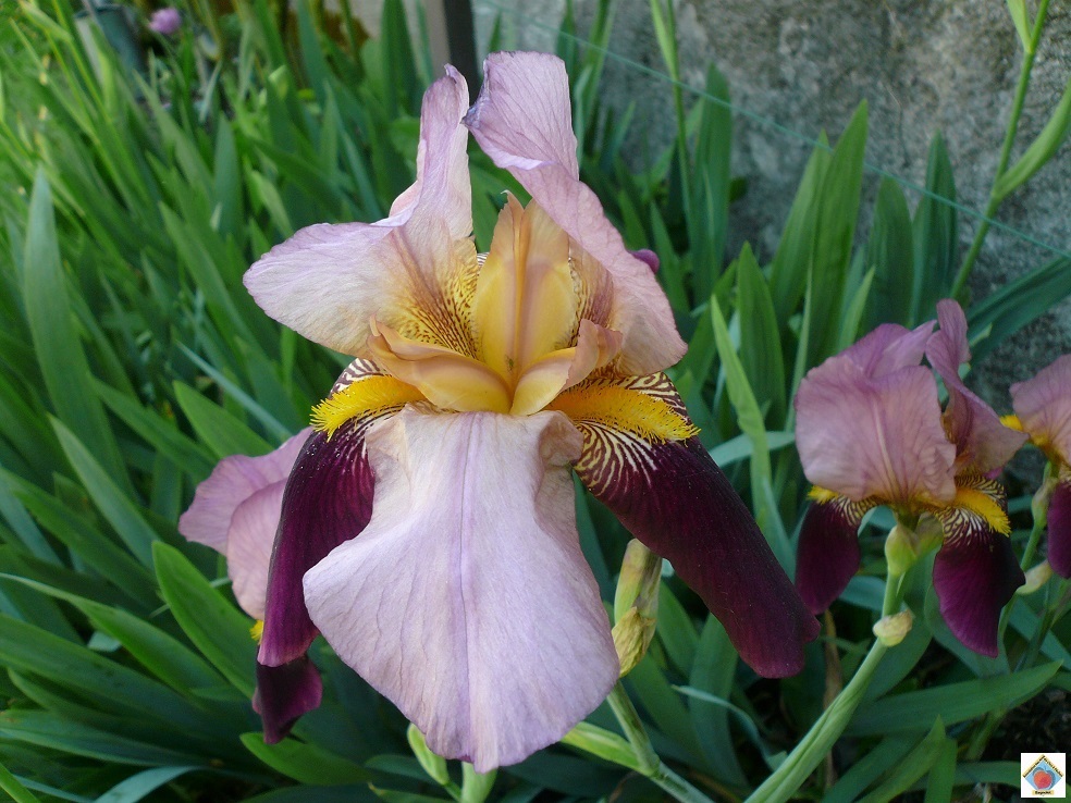 25