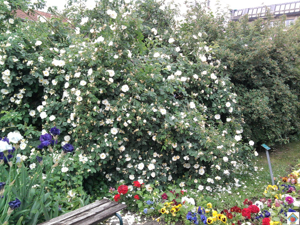 les rosiers anciens à Bagnolet