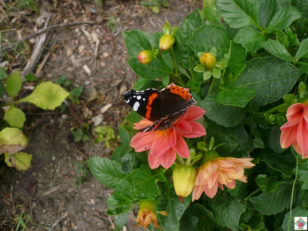 D21