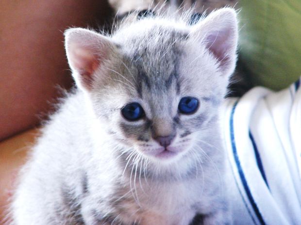Chaton