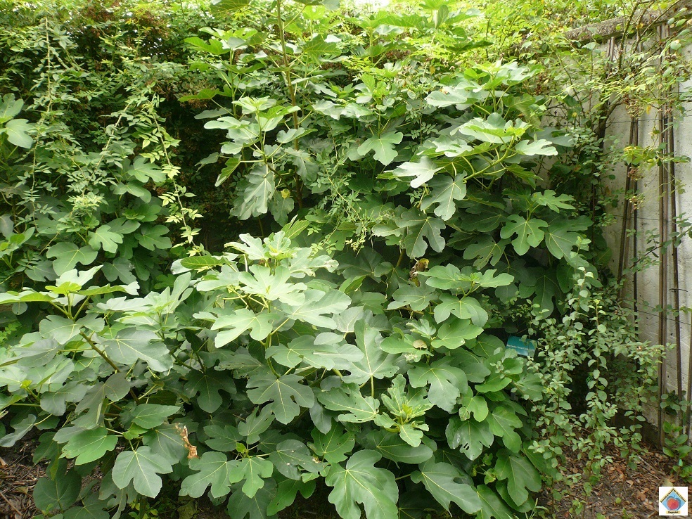 Fi6