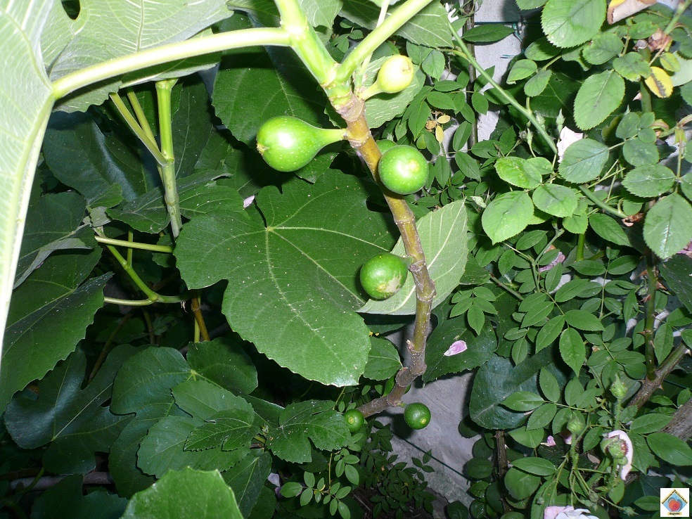 Fi9