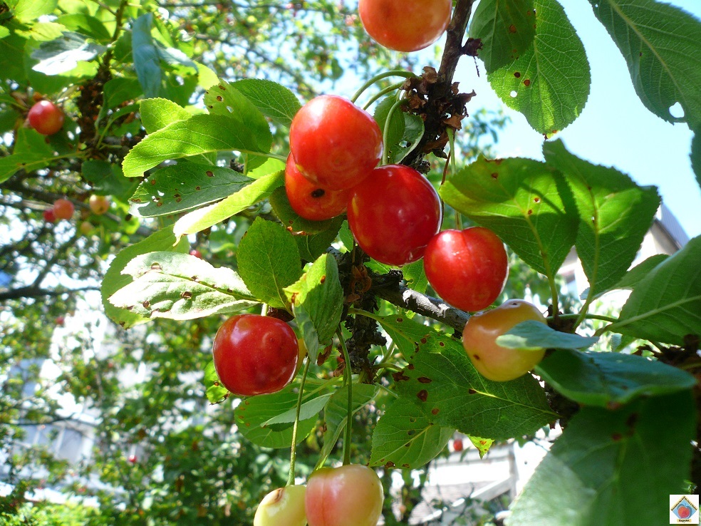 Bagnolet et le temps des cerises