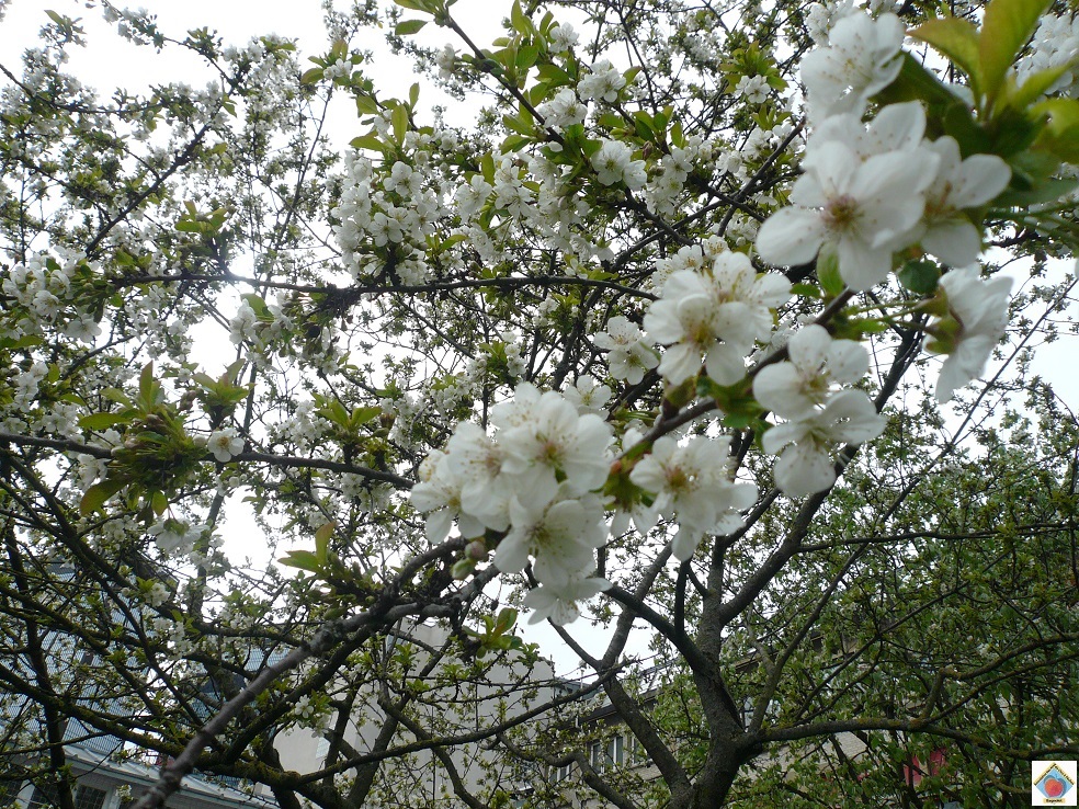 Ce6