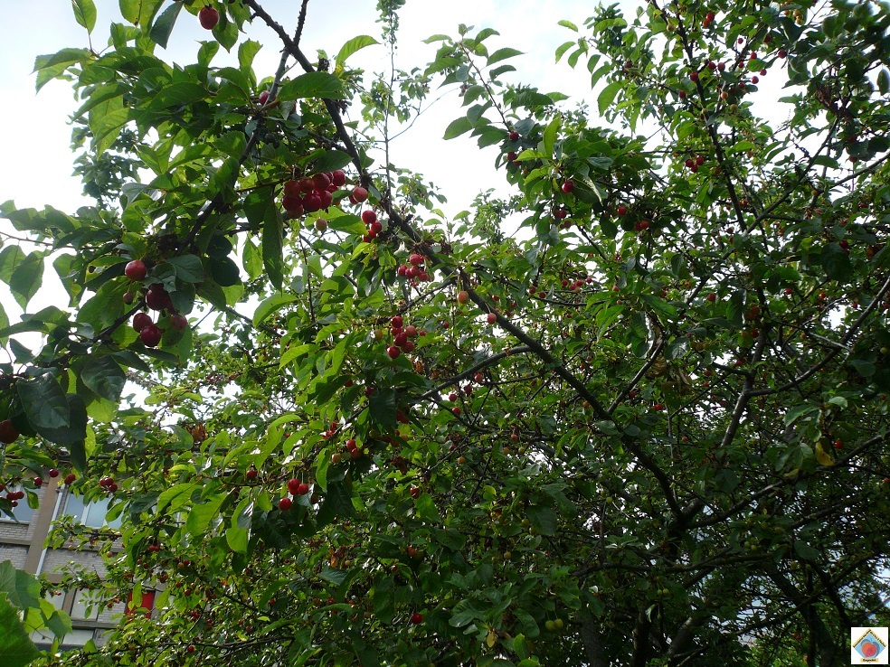 Ce9