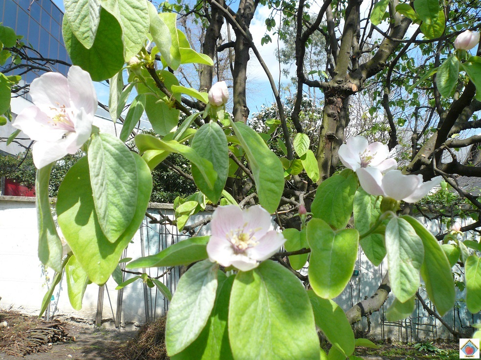 cognassier en fleurs