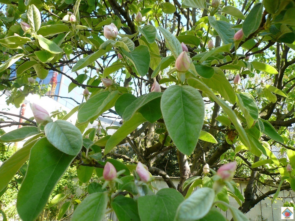 Co3