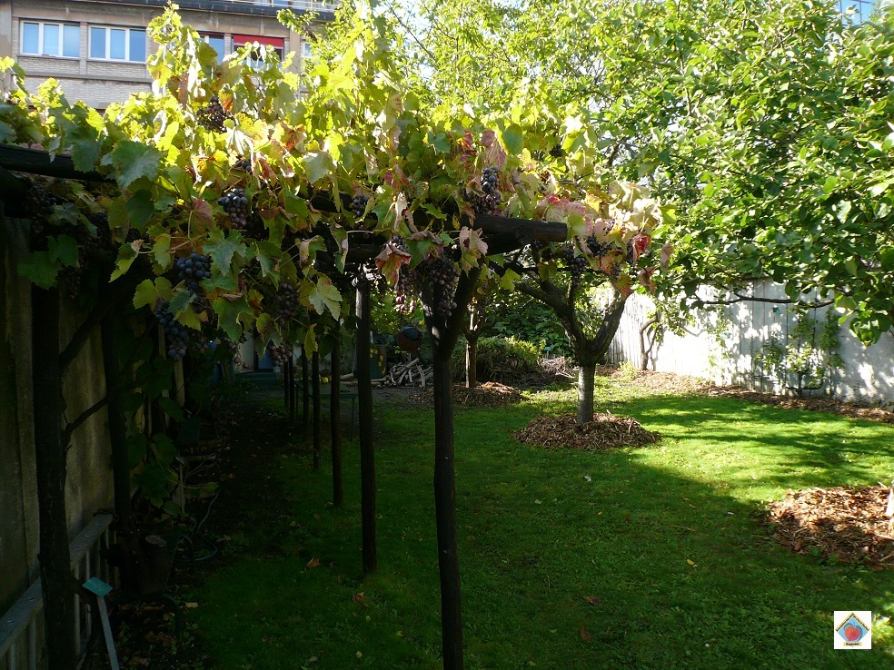 Bagnolet et le raisin 