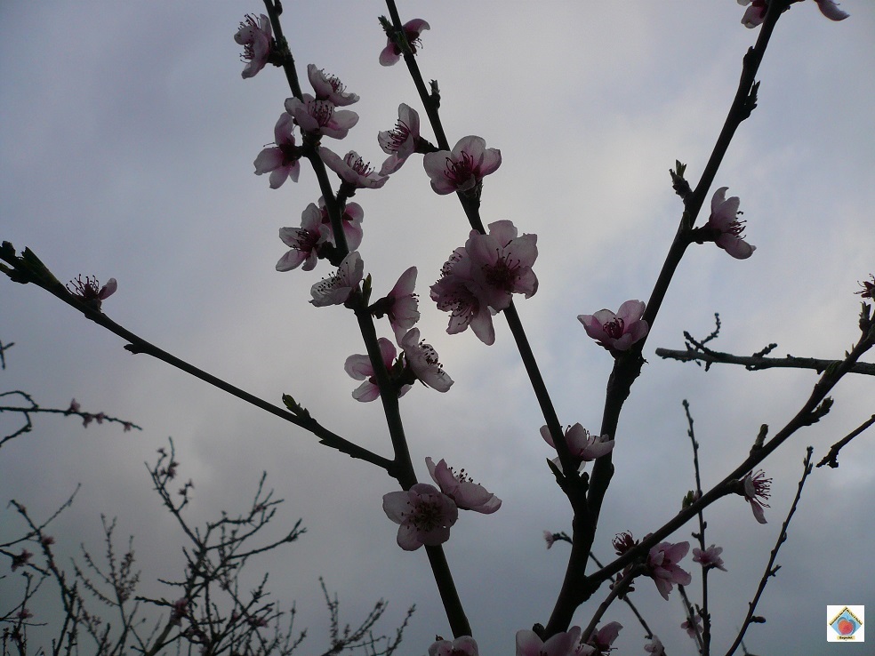 les pêchers en fleurs