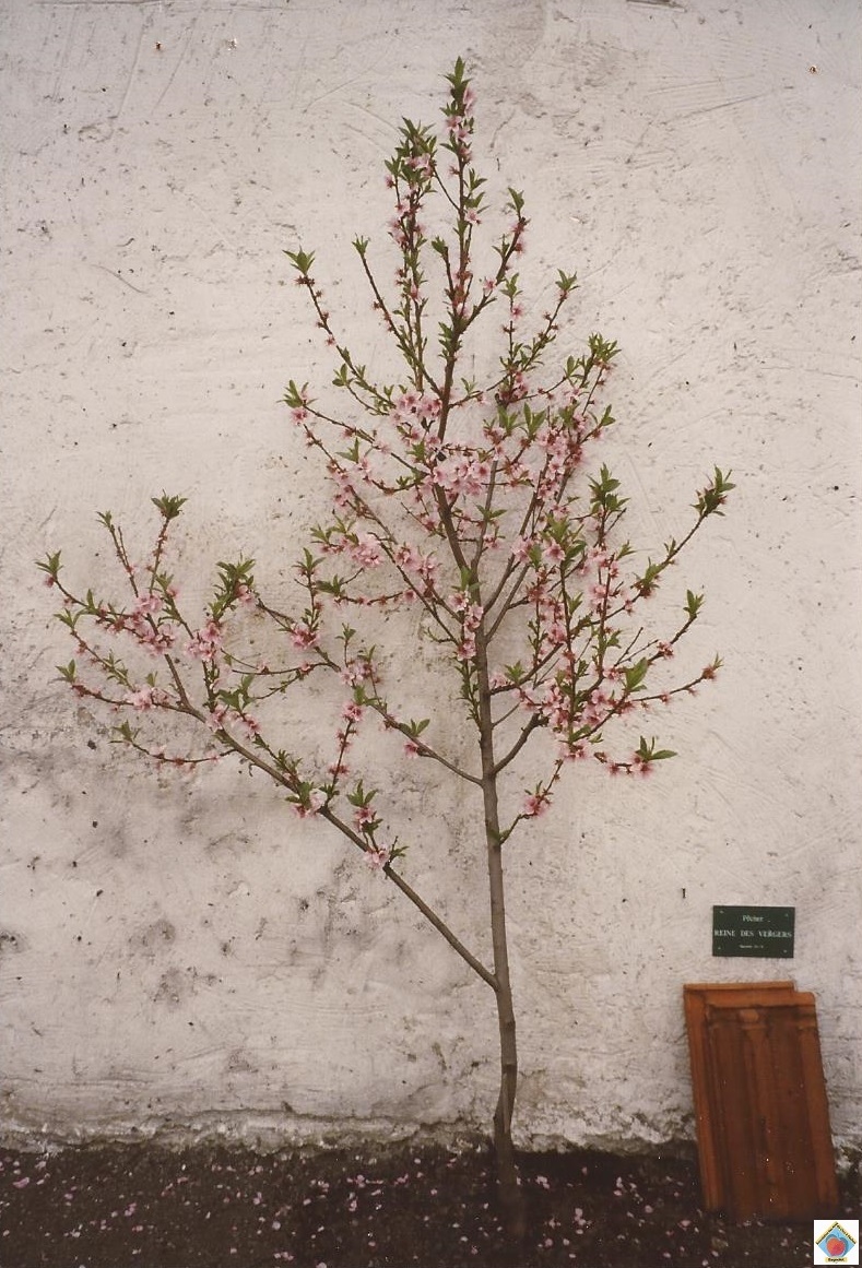 les pêchers en fleurs