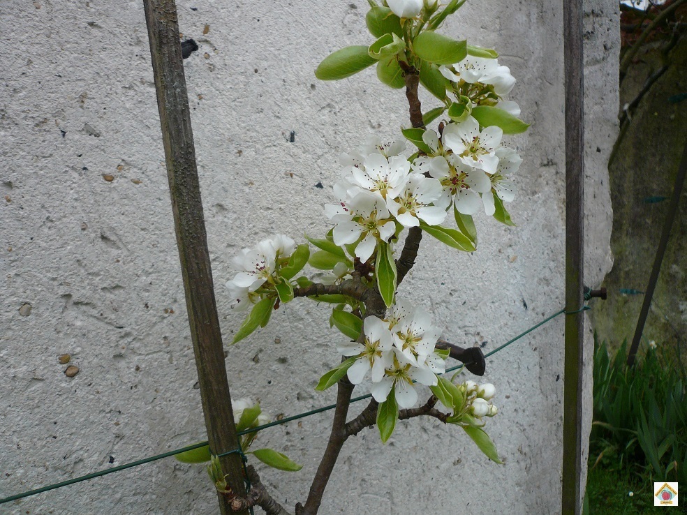poiriers fleuris