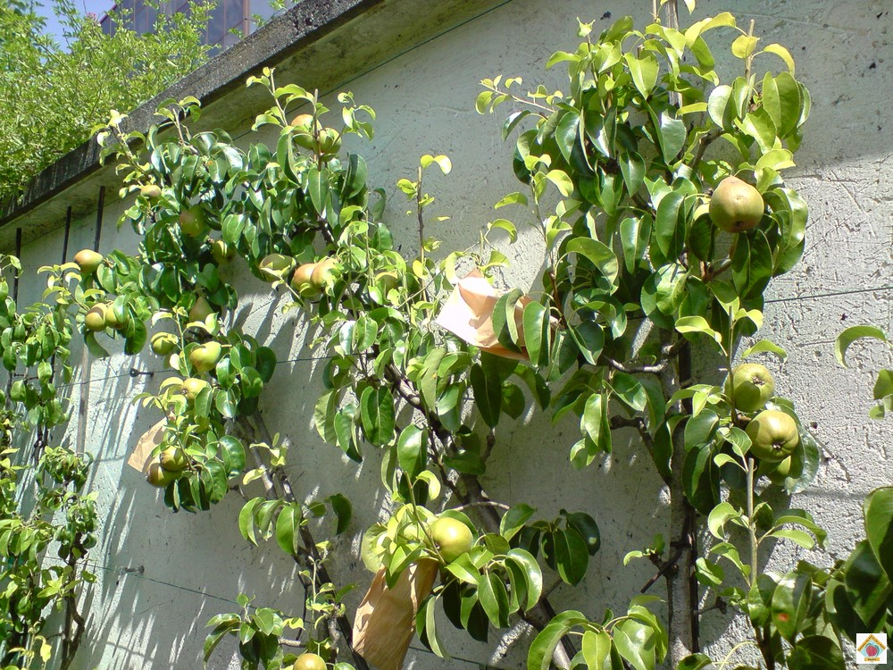 les poiriers du clos de bagnolet