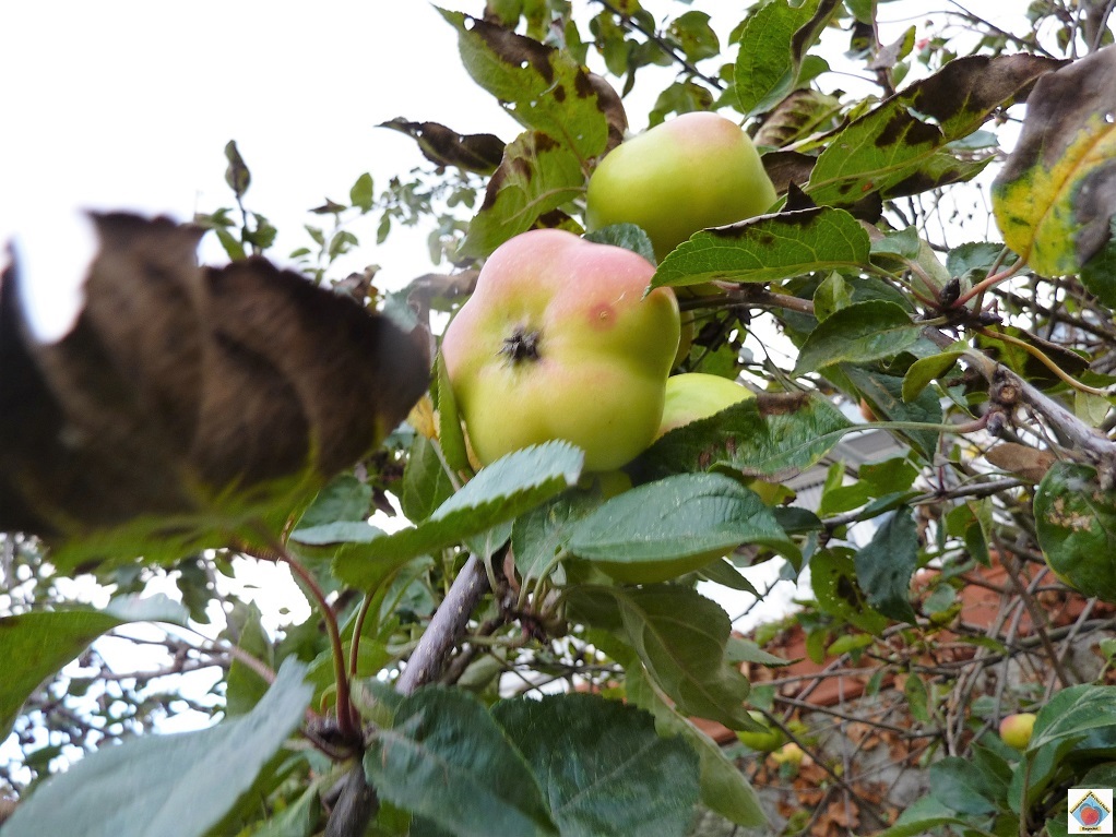 pomme d'api étoilé