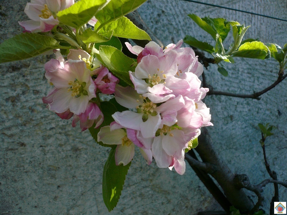 Fleurs de pommier