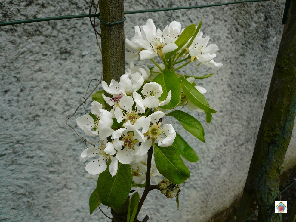 Pom7
