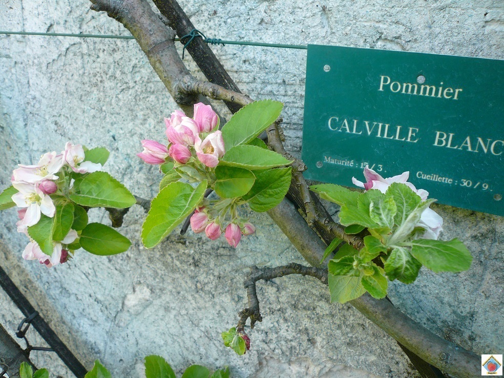 Pom10