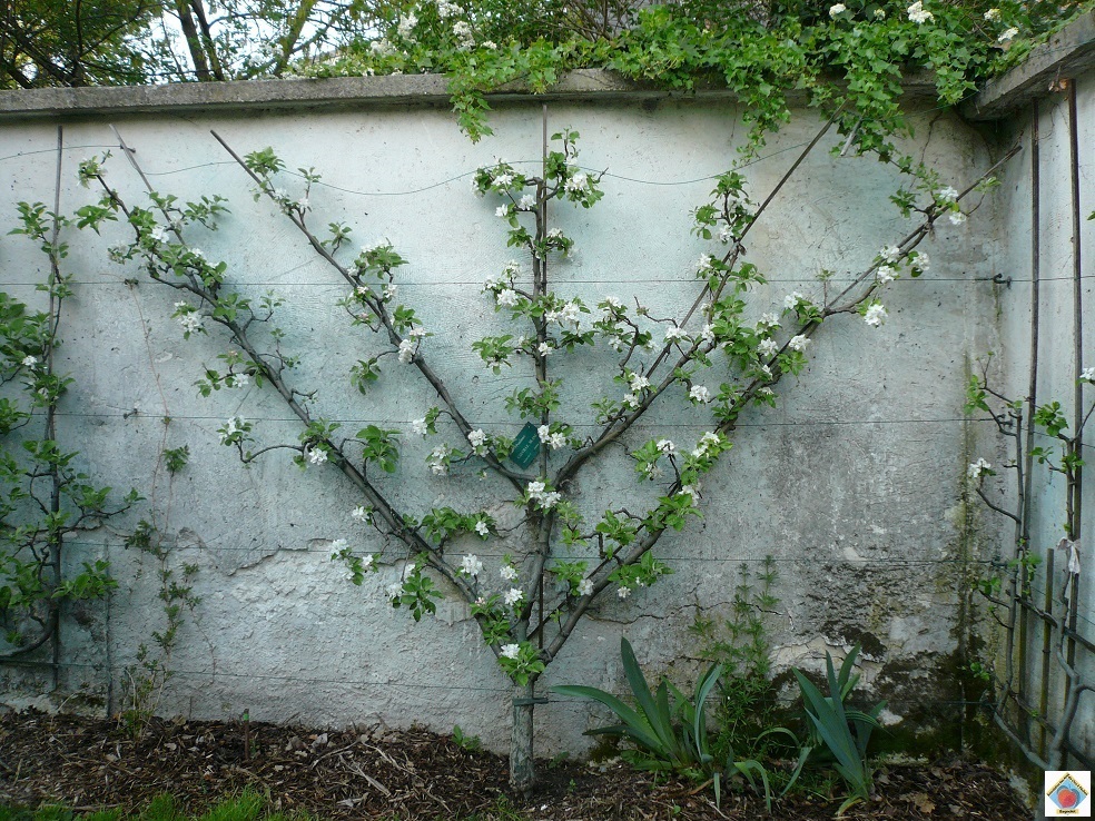 Pom11