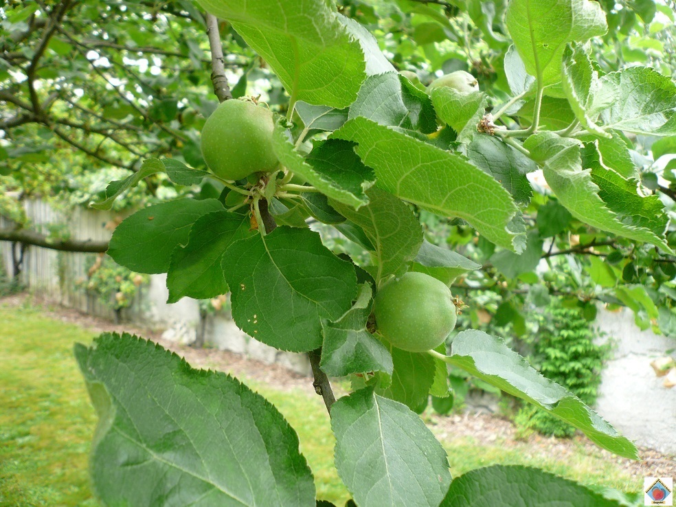 Pom19