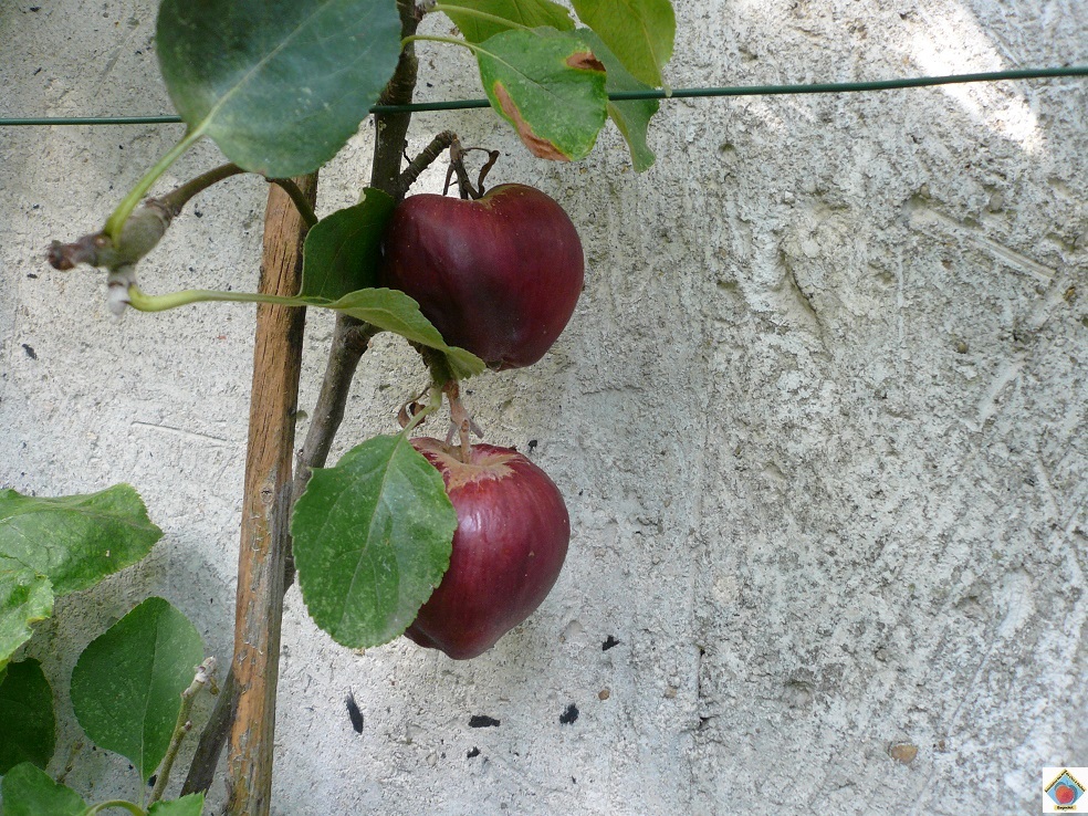 Pom33
