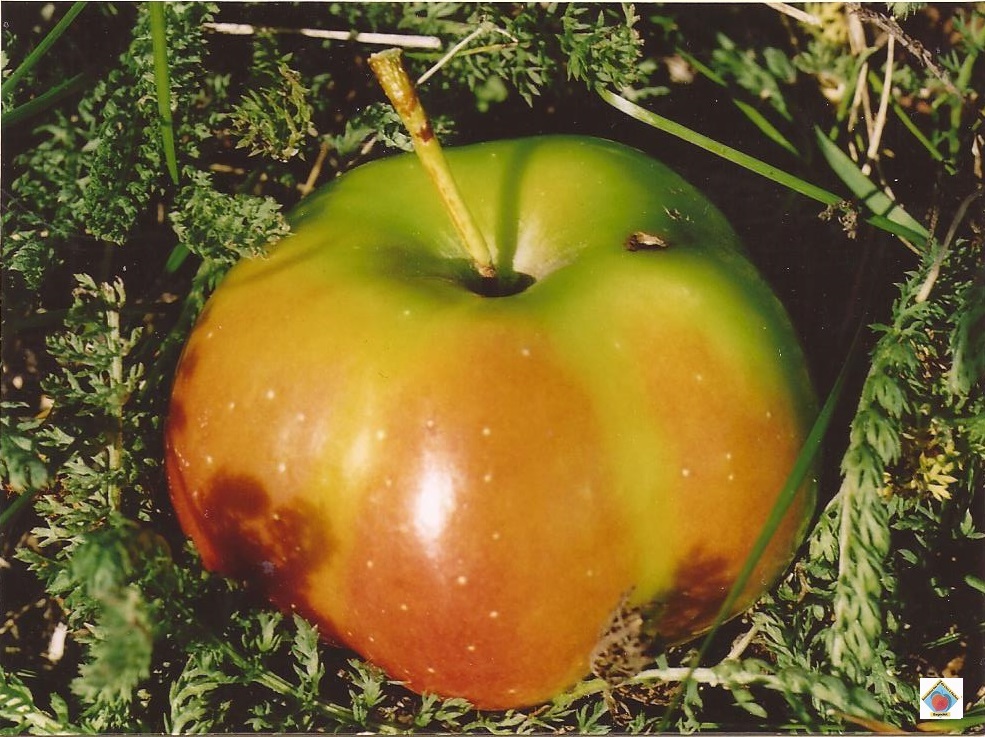 Pom37