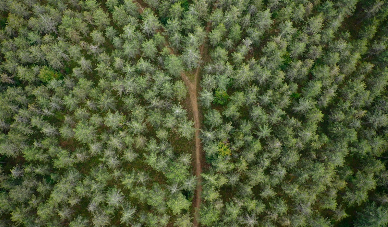Arbre