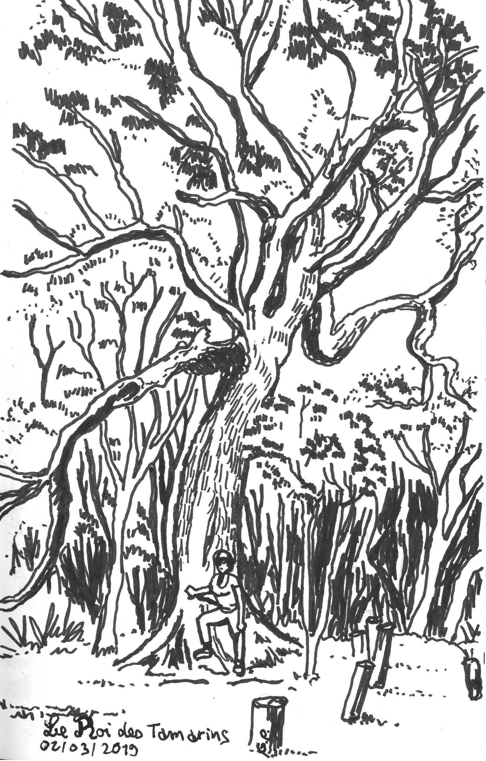 Le roi des tamarins
